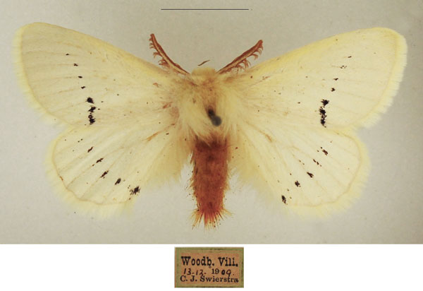 /filer/webapps/moths/media/images/M/marshalli_Phiala_AM_TMSA_02.jpg