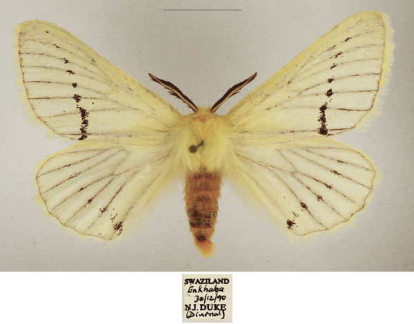 /filer/webapps/moths/media/images/M/marshalli_Phiala_AM_TMSA_03.jpg