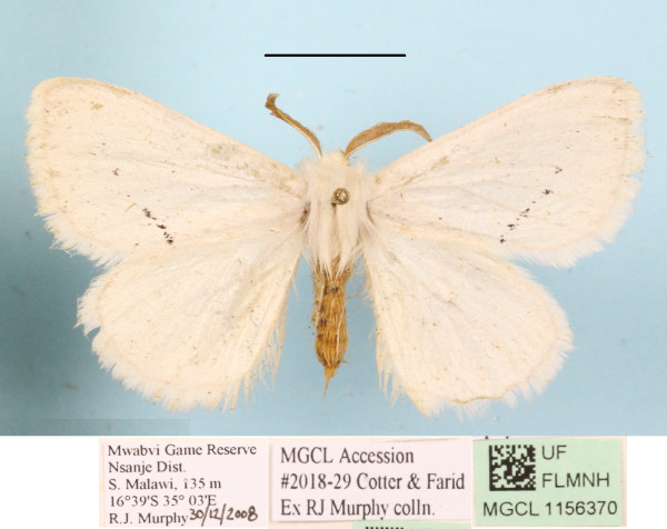 /filer/webapps/moths/media/images/M/marshalli_Phiala_A_MGCLa_01.JPG