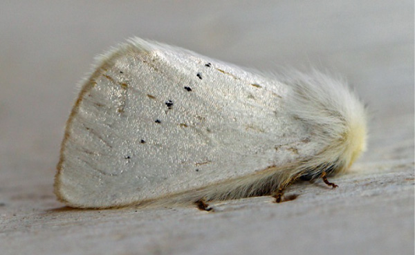 /filer/webapps/moths/media/images/M/marshalli_Phiala_A_Voaden.jpg