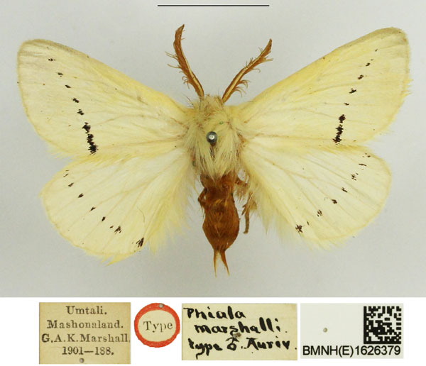 /filer/webapps/moths/media/images/M/marshalli_Phiala_PTM_NHMUK.jpg