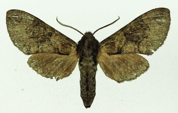/filer/webapps/moths/media/images/M/marshalli_Praedora_AF_Basquin.jpg