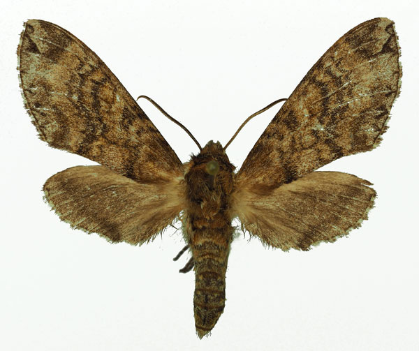 /filer/webapps/moths/media/images/M/marshalli_Praedora_AM_Basquin_01.jpg