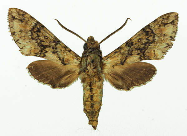 /filer/webapps/moths/media/images/M/marshalli_Praedora_AM_Basquin_04.jpg