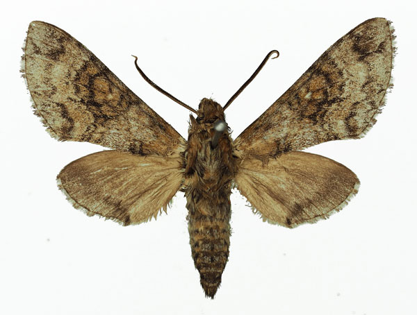 /filer/webapps/moths/media/images/M/marshalli_Praedora_AM_Basquin_05.jpg