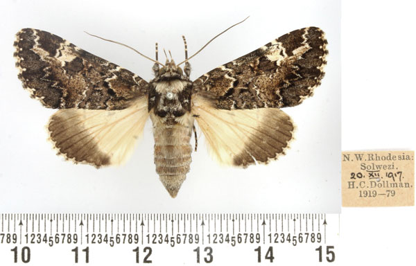 /filer/webapps/moths/media/images/M/marshalli_Pseudotolna_AF_BMNH.jpg