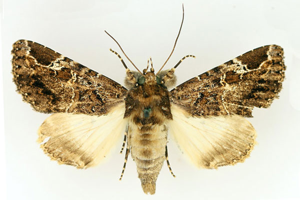 /filer/webapps/moths/media/images/M/marshalli_Pseudotolna_AM_TMSA.jpg