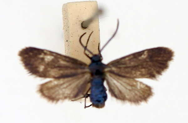 /filer/webapps/moths/media/images/M/marshalli_Saliuncella_AF_TMSA.jpg
