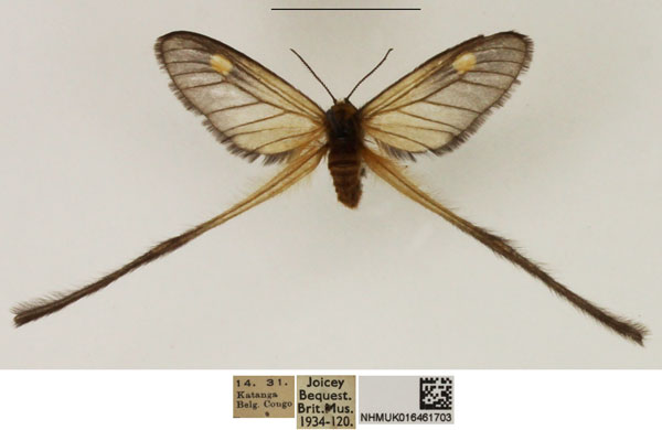 /filer/webapps/moths/media/images/M/marshalli_Semioptila_AF_NHMUK_01.jpg