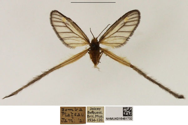 /filer/webapps/moths/media/images/M/marshalli_Semioptila_AF_NHMUK_02.jpg