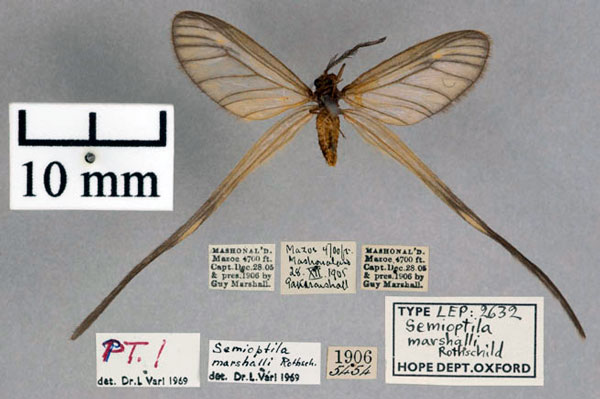 /filer/webapps/moths/media/images/M/marshalli_Semioptila_PT_OUMNH_02.jpg