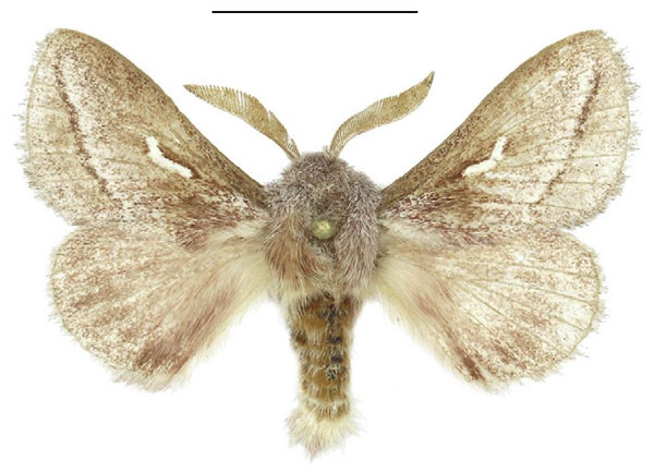 /filer/webapps/moths/media/images/M/marshalli_Sena_AM_ANHRT_01.jpg