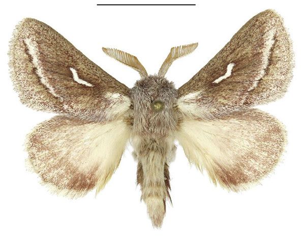 /filer/webapps/moths/media/images/M/marshalli_Sena_AM_ANHRT_02.jpg