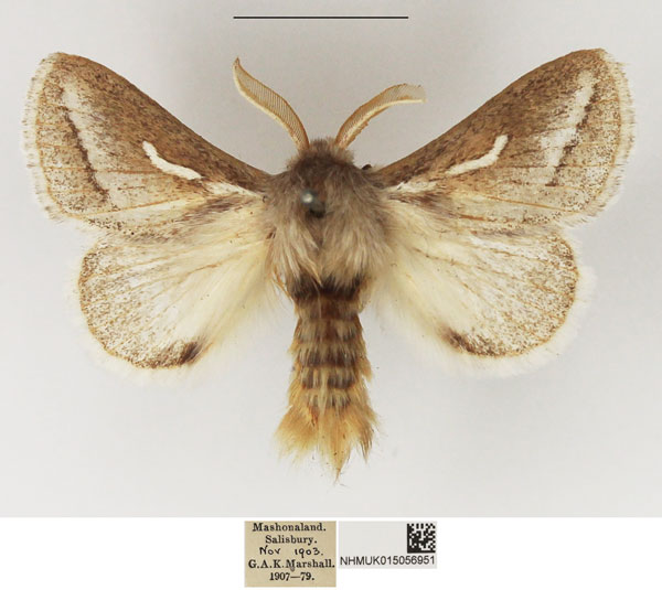 /filer/webapps/moths/media/images/M/marshalli_Sena_AM_NHMUK_02.jpg