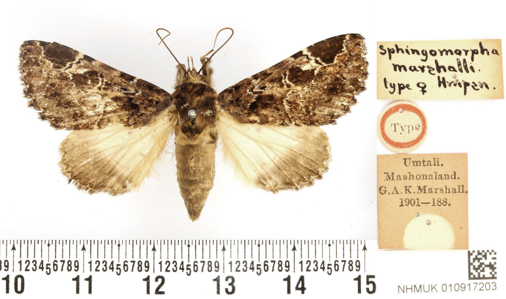 /filer/webapps/moths/media/images/M/marshalli_Sphingomorpha_HT_BMNH.jpg