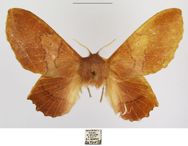 /filer/webapps/moths/media/images/M/marshalli_Stenophatna_AF_TMSA.jpg