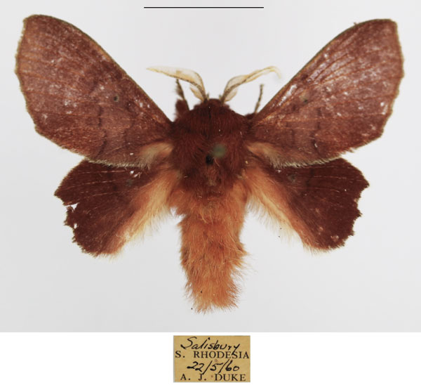 /filer/webapps/moths/media/images/M/marshalli_Stenophatna_AM_TMSA_01.jpg