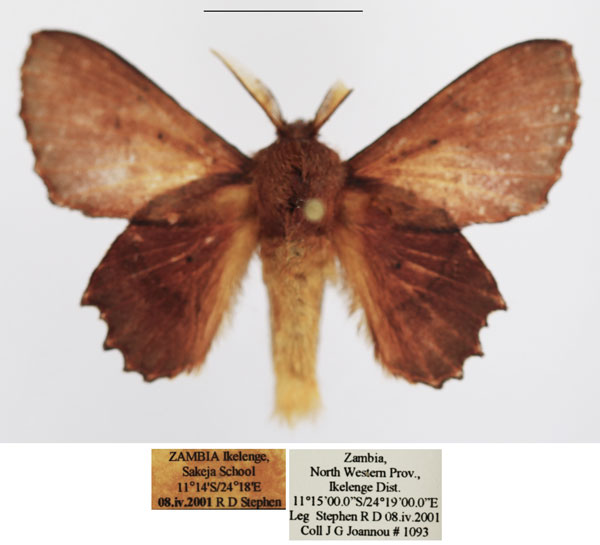 /filer/webapps/moths/media/images/M/marshalli_Stenophatna_AM_TMSA_02.jpg