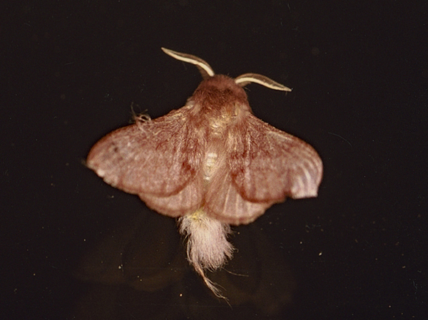 /filer/webapps/moths/media/images/M/marshalli_Stenophatna_A_Roland_01.jpg