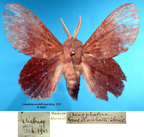 /filer/webapps/moths/media/images/M/marshalli_Stenophatna_HT_SNHMa.jpg
