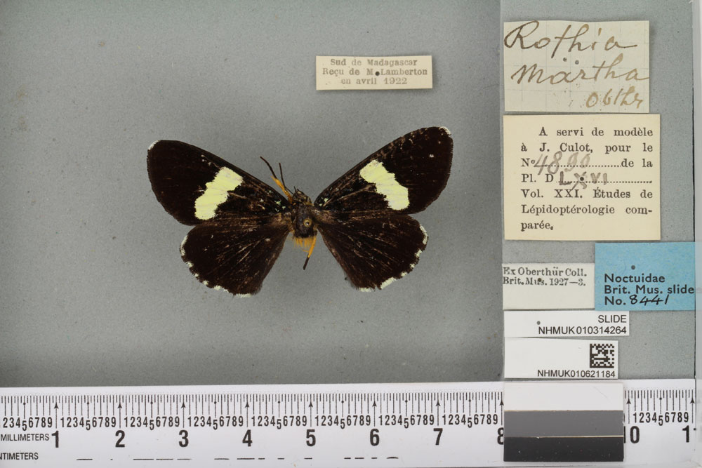 /filer/webapps/moths/media/images/M/martha_Rothia_ST_BMNHa.jpg