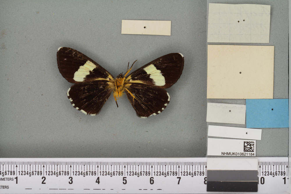 /filer/webapps/moths/media/images/M/martha_Rothia_ST_BMNHb.jpg