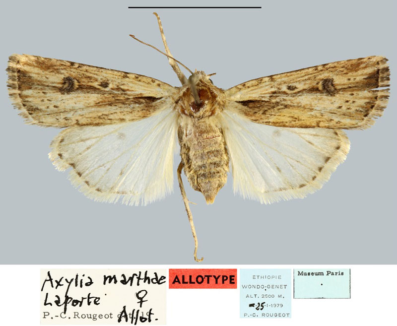 /filer/webapps/moths/media/images/M/marthae_Axylia_AT_MNHN.jpg