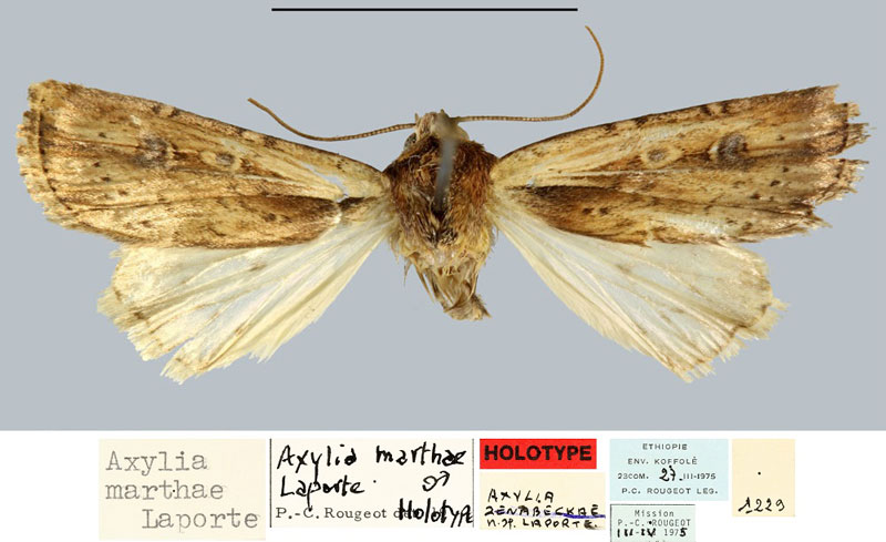 /filer/webapps/moths/media/images/M/marthae_Axylia_HT_MNHN.jpg