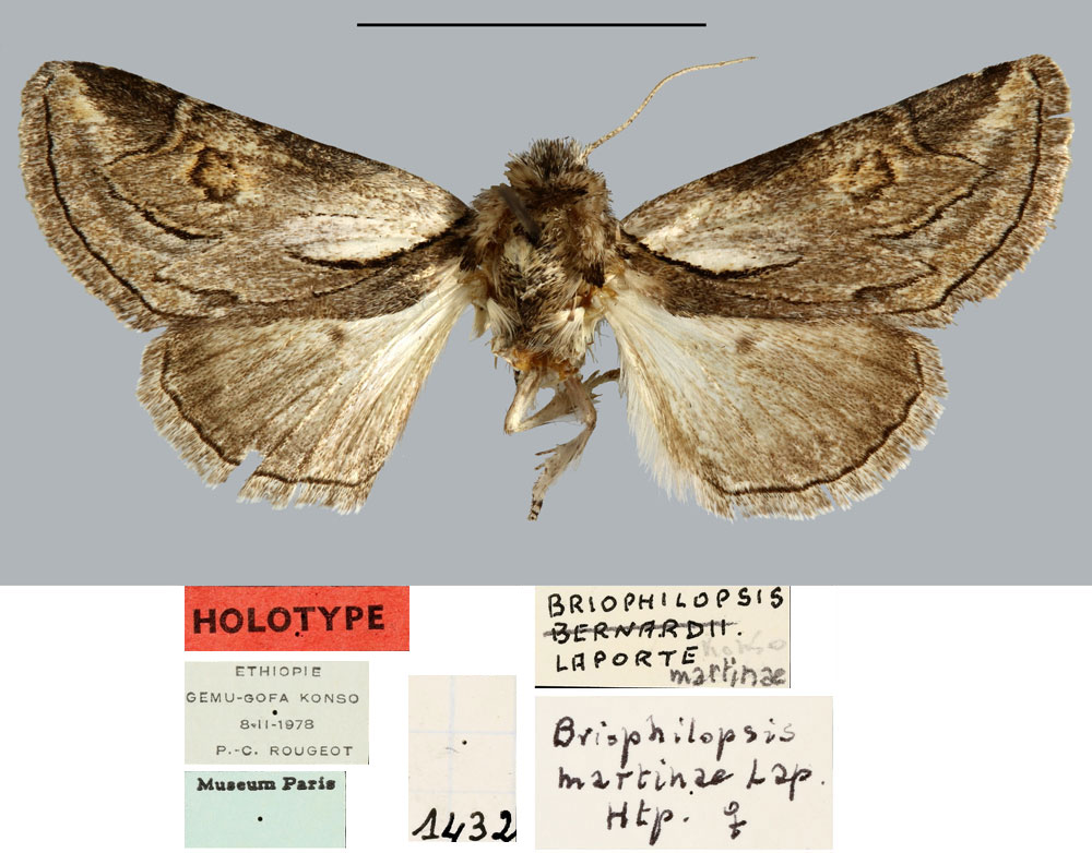 /filer/webapps/moths/media/images/M/martinae_Bryophilopsis_HT_MNHN.jpg