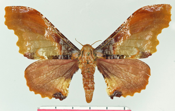 /filer/webapps/moths/media/images/M/martinae_Micragone_AF_Basquin.jpg