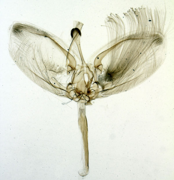 /filer/webapps/moths/media/images/M/martinalis_Pardomima_GMHT_MNHN_3405.jpg