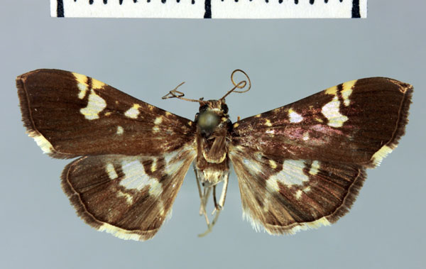 /filer/webapps/moths/media/images/M/martinalis_Pardomima_HT_MNHN.jpg