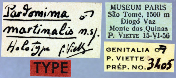 /filer/webapps/moths/media/images/M/martinalis_Pardomima_HT_MNHNl.jpg