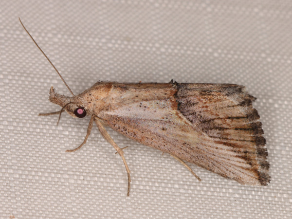 /filer/webapps/moths/media/images/M/martinkruegeri_Zekelita_A_Heyns_02.jpg