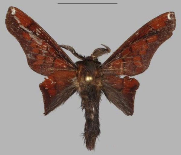 /filer/webapps/moths/media/images/M/martinnemcekae_Opisthoheza_HT_Muller.jpg