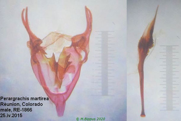 /filer/webapps/moths/media/images/M/martirea_Peragrarchis_GMHT_Bippus_1866.jpg
