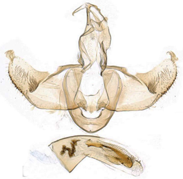 /filer/webapps/moths/media/images/M/maruana_Lecithocera_GMHT_SDEI_4194.jpg