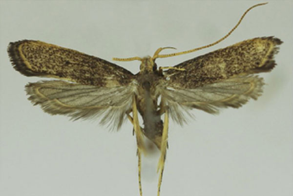 /filer/webapps/moths/media/images/M/maruana_Lecithocera_HT_SDEI.jpg