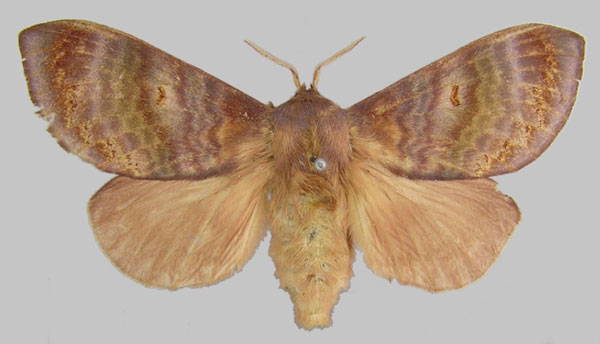 /filer/webapps/moths/media/images/M/marwitzi_Mallocampa_PLT_MfN.jpg