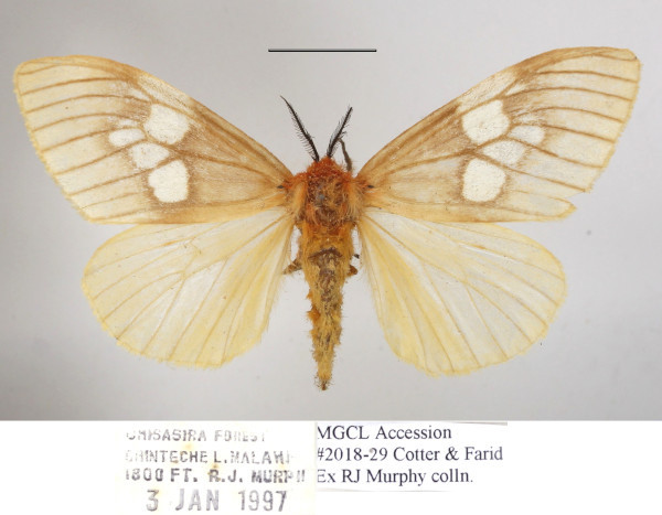 /filer/webapps/moths/media/images/M/marwitzi_Palasea_AF_MGCLa_02.JPG