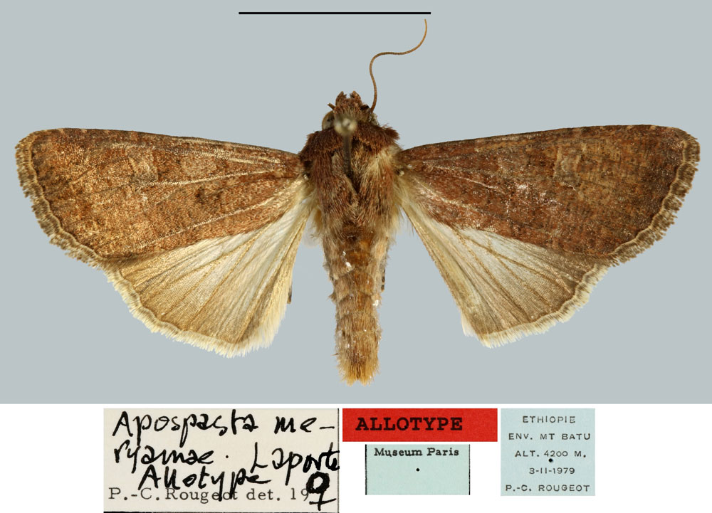 /filer/webapps/moths/media/images/M/maryamae_Apospasta_AT_MNHN.jpg