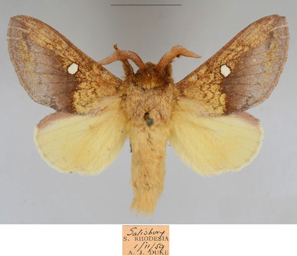 /filer/webapps/moths/media/images/M/maryannae_Hypotrabala_HT_NMB.jpg