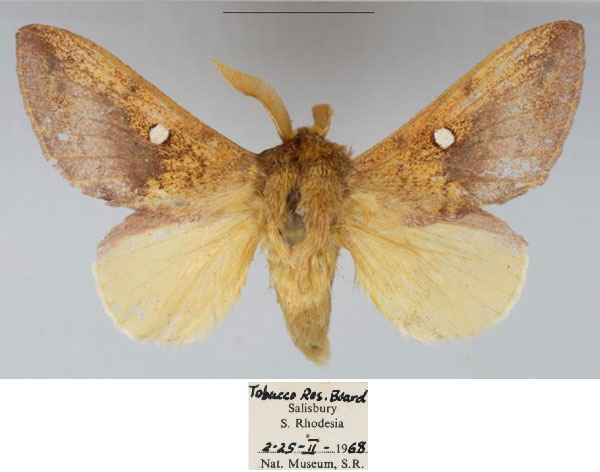 /filer/webapps/moths/media/images/M/maryannae_Hypotrabala_PTM_NMB.jpg