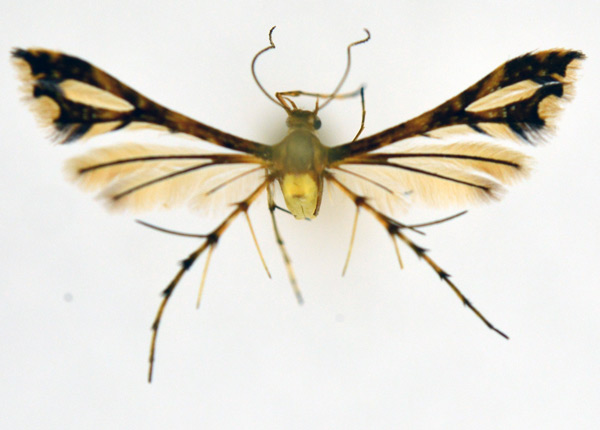 /filer/webapps/moths/media/images/M/masaia_Xyroptila_A_NHMO_01.jpg