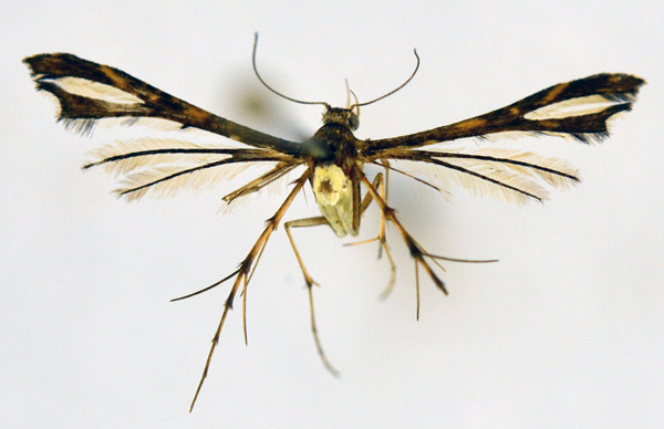 /filer/webapps/moths/media/images/M/masaia_Xyroptila_A_NHMO_02.jpg