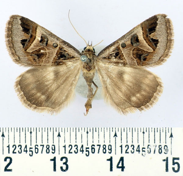 /filer/webapps/moths/media/images/M/masaica_Cerocala_AF_BMNH.jpg