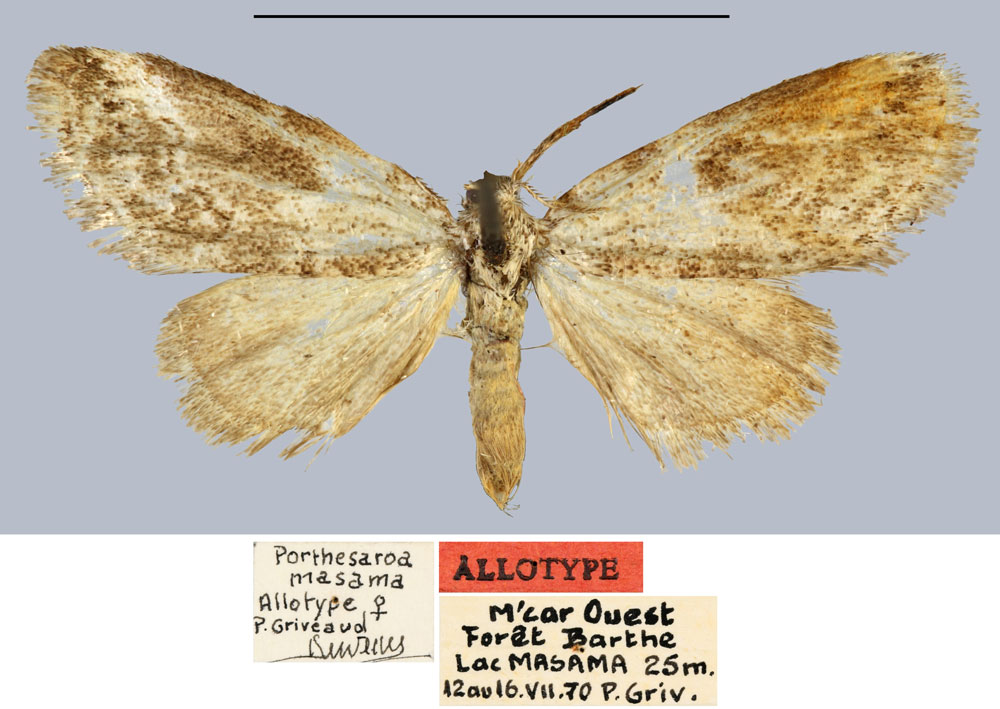 /filer/webapps/moths/media/images/M/masama_Porthesaroa_AT_MNHN.jpg
