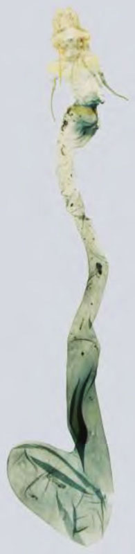 /filer/webapps/moths/media/images/M/masamalis_Prosaris_GFHT_MNHN.jpg