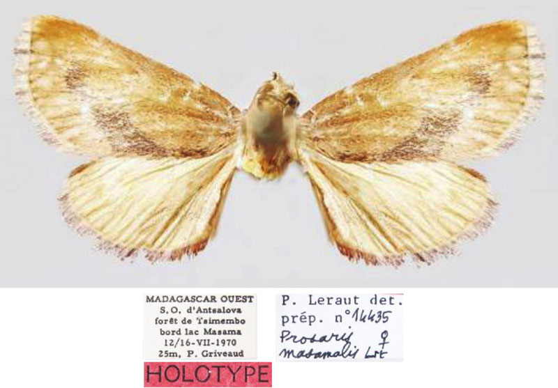 /filer/webapps/moths/media/images/M/masamalis_Prosaris_HT_MNHN.jpg