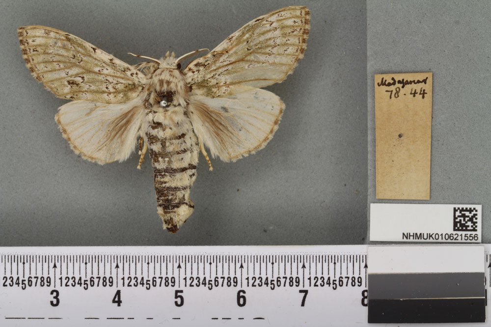 /filer/webapps/moths/media/images/M/mascarena_Dasychira_PLT_BMNHa.jpg